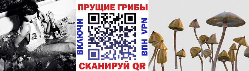 наркошоп  Калининск  Галлюциногенные грибы Cubensis 